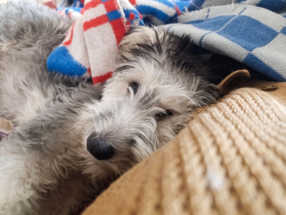 Ирландский терьер