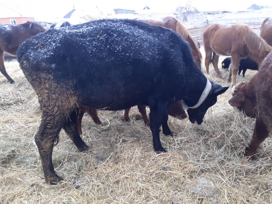 Продам корову стельную