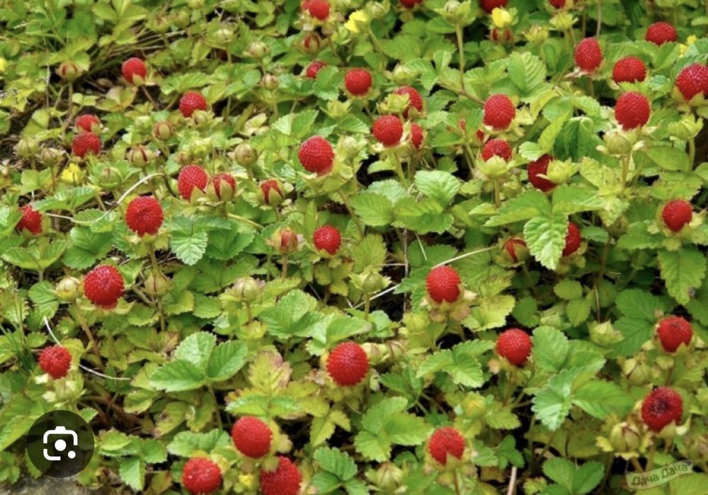 Индийская лопчатка ( Дюшения)