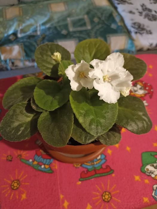 Фиалка бархатная