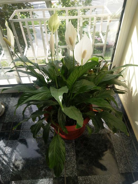 Vând Floare, Crinul Păcii sau Floarea Lunii.