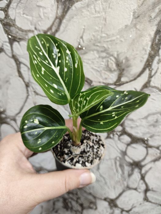 Сортовые аглаонемы