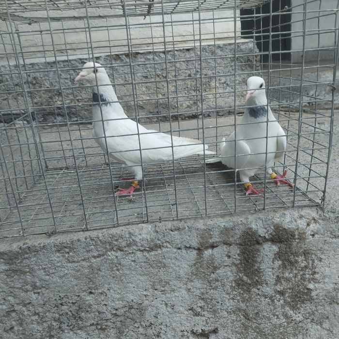 Бели Иран пара гатовый лет с игрой