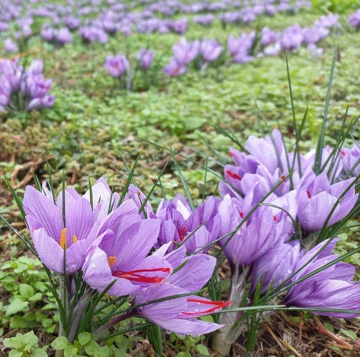 Sofran  de vânzare  de calitate  foarte bună