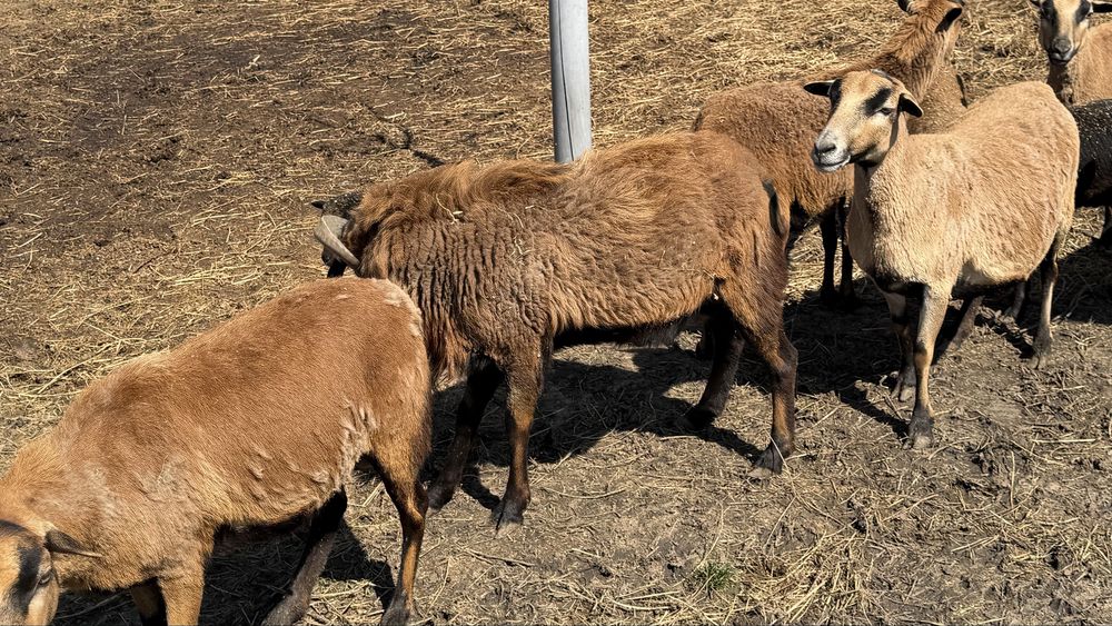 Oi si mieluțe camerunez de vânzare