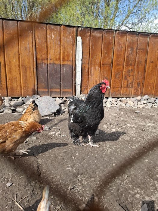 Брама Петух,молодой9мес .