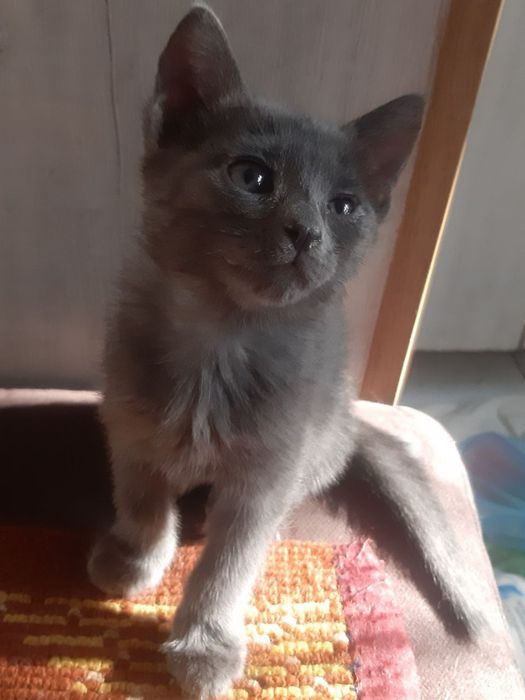 Котята к добрым рукам