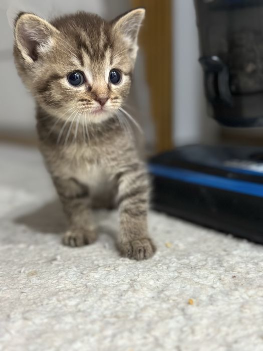 Отдам хотят 1,5мес