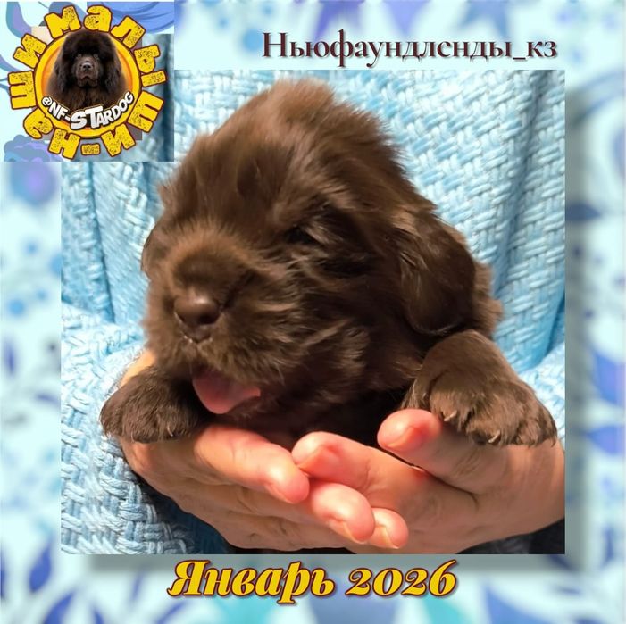 Щенки Ньюфаундленда