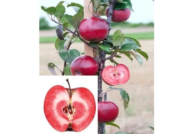 Pomi Fructiferi Columnari (Soiuri De Mar )