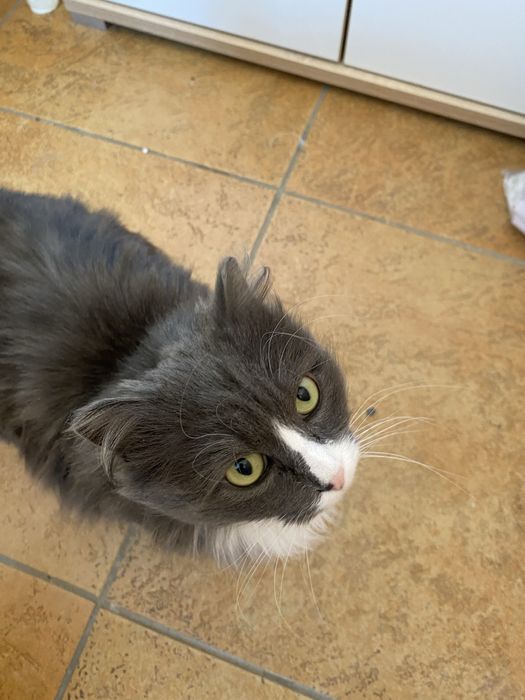 Кошка пушистая бесплатно