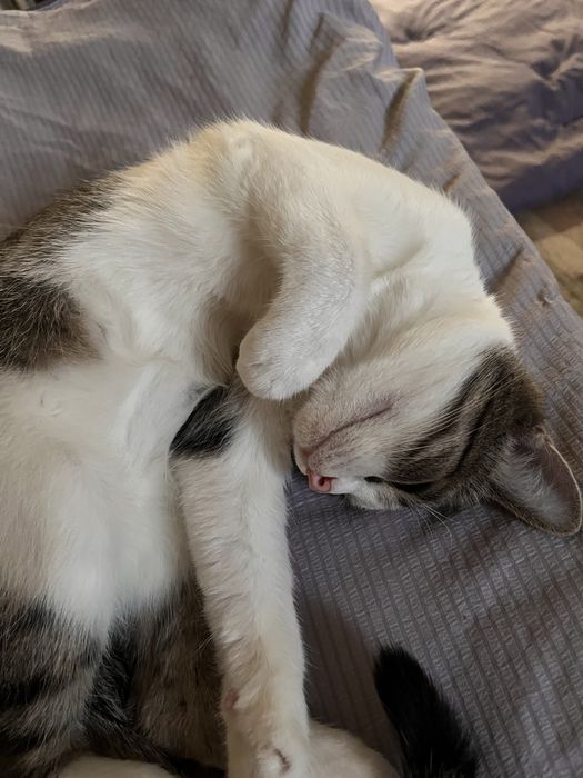 кошка потерялась