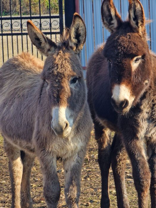 Vand pereche de magarita și măgar  cuminți