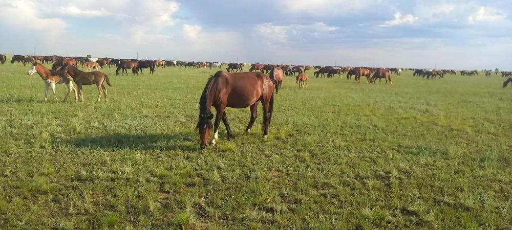 Биелер сатылады