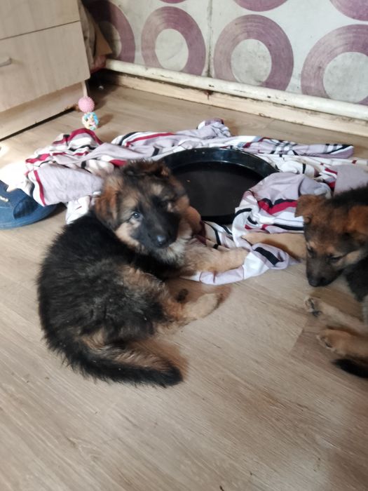 Продам щенков немецкой овчарки