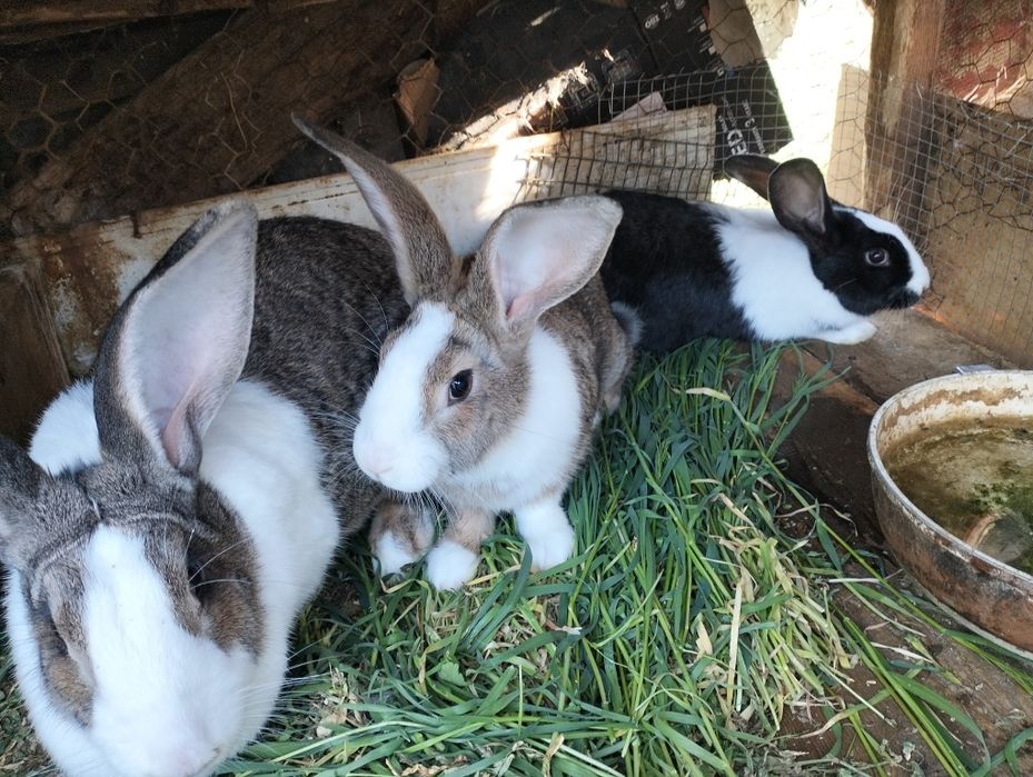 Vând iepuri hycole !!