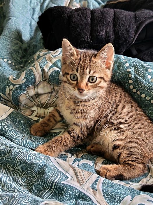 Продается котёнок, мальчик, почти 2 месяца