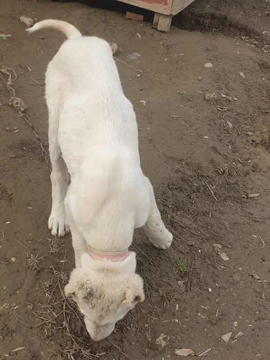 Kuchuk bolasi  sotiladi  2 oylik