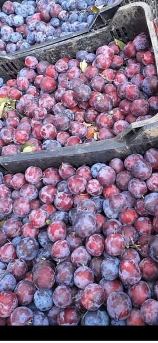 Prune din livadă proprie, excelente pentru țuică