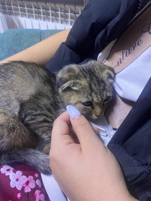 котенка вислоухая