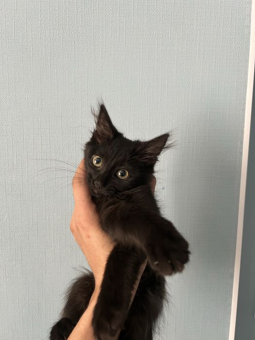 отдам котенка 3 месяца