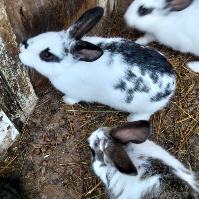 Семья кроликов.Қояндар отбасымен