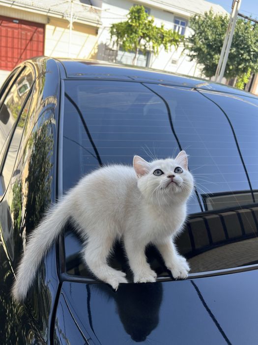 British silver shorthair