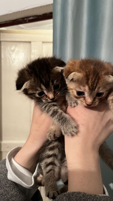 Отдам котят в хорошие руки