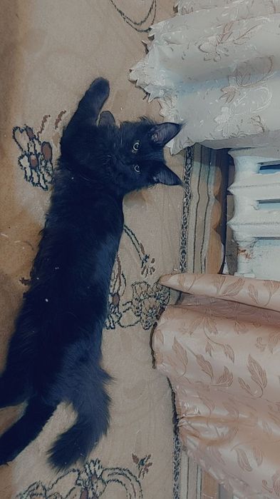 Продаются котята