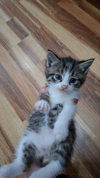 В добрые руки котята 2 месяца