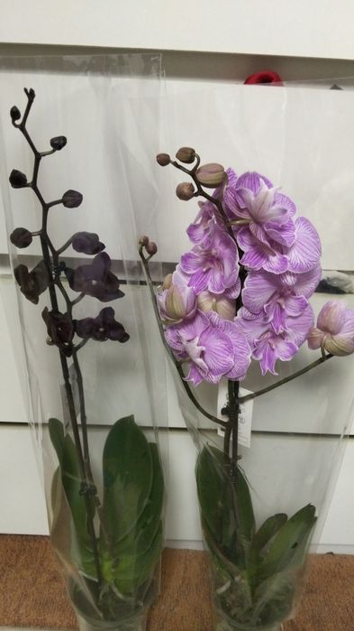 Продам орхидея сортовые