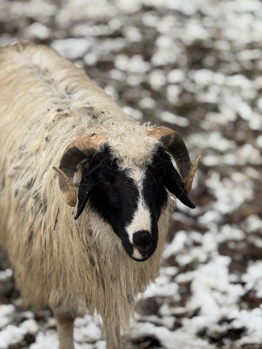 Vand berbeci sau schimb