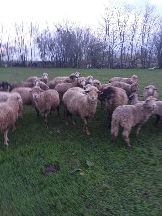 Vad Oi- comuna Vlad Tepes Calarasi