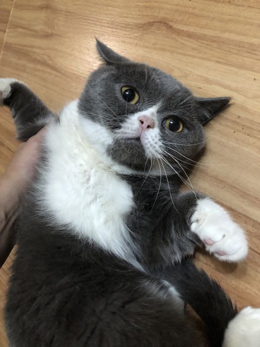 Ищу кошку, вязка, Кот