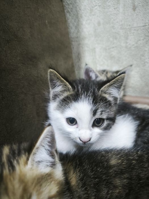 Кошки 50 000 сум