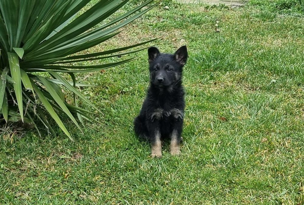 Малки немски овчарки