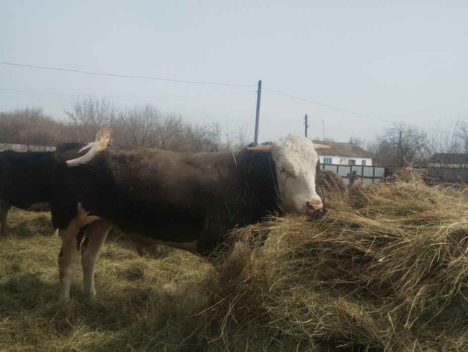 Бык на племя .продам в начале мая.