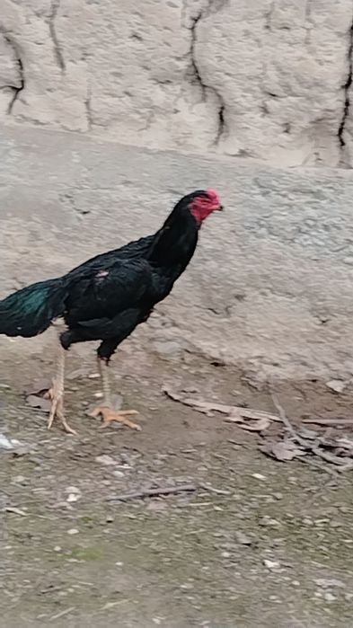 Дакан хороз сотилади