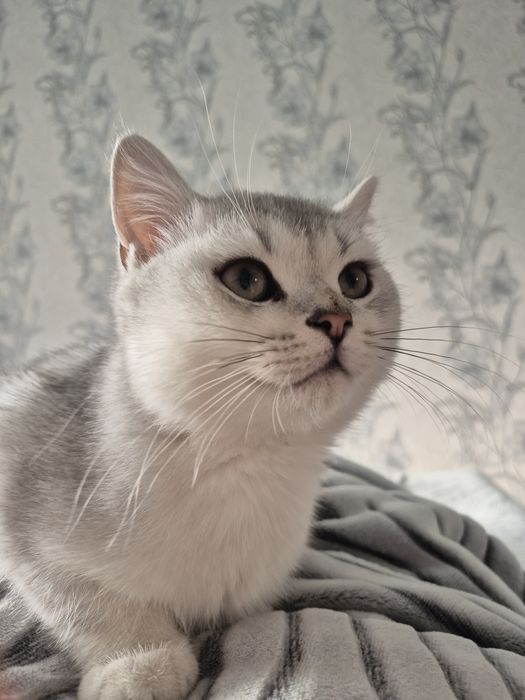 Scottish stright мужичок :)