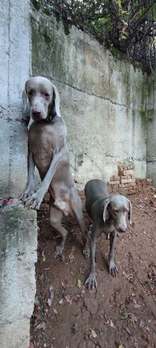 Ваймаранери с родословие