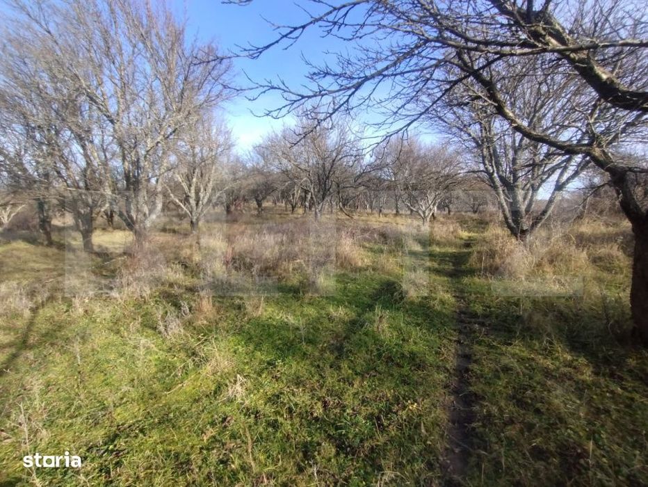Teren extravilan, 20 ari, livada pomi fructiferi, zona Subcetate