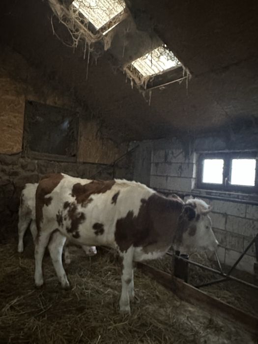 Vand juninca  Baltata Romaneasca