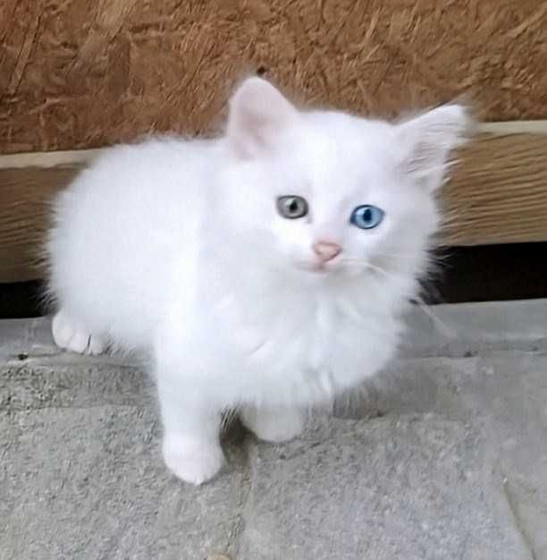 Подарявам 4 бели и едно черно-бяло котенца