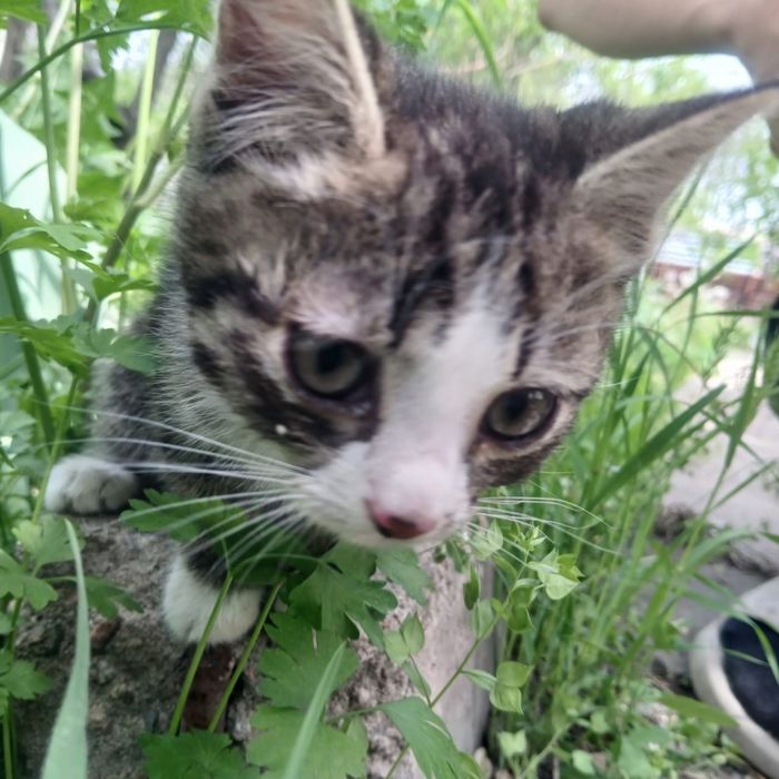 Отдам котёнка в добрые руки