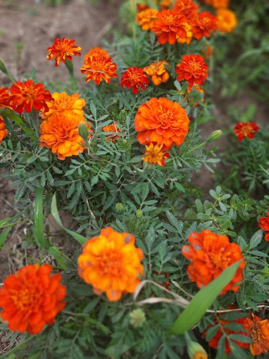 Продам дачу со Агротехснаб