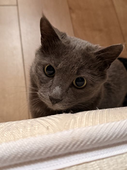 Русский голубой кот