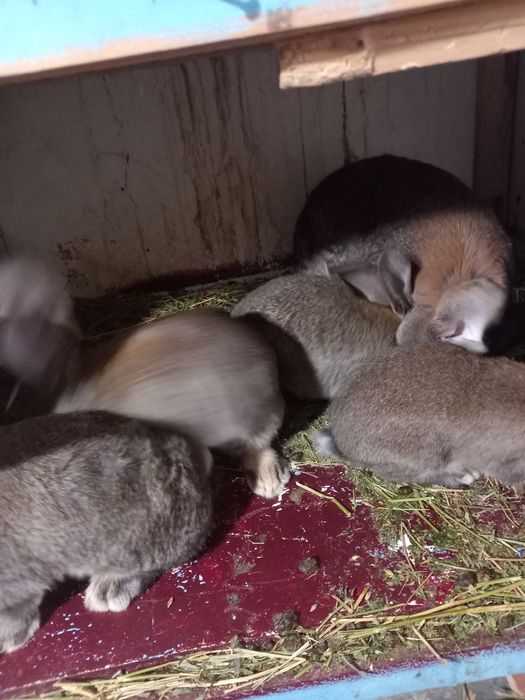 Va nd  iepurași  maturi și tineret