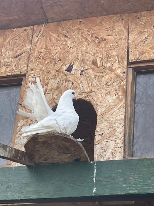 Голуби с лохмами