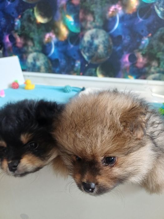 Померанские шпицы