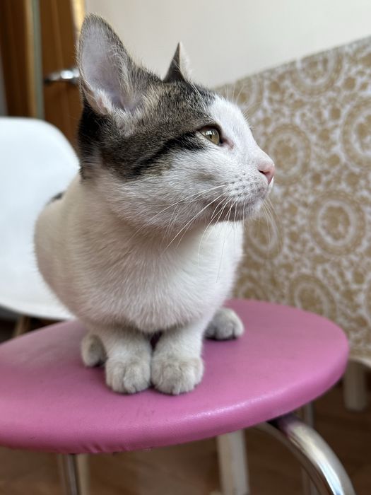 Найден котенок. Ищет дом